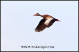 Black-bellied Whistling Ducks