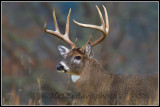 Virginia White-tailed Deer