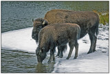 Bison Cow and Calf