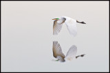 Great Egret