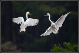 Great Egrets