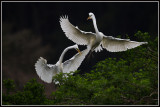 Great Egrets (Ardea alba)