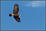 Snail Kite