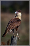 Crested Caracara