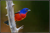 Painted Bunting