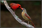 Northern Cardinals