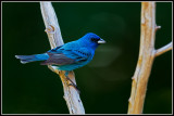 Indigo Bunting