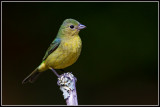 Painted Bunting