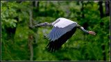 Wood Stork