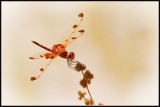 Calico Pennant Dragonfly