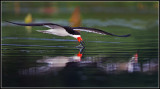 Black Skimmer (Rynchops niger)