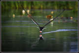 Black Skimmer (Rynchops niger)