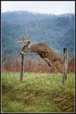 Virginia White-tailed Deer (Odocoileus virginianus)