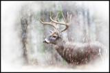 Virginia White-tailed Deer (Odocoileus virginianus)