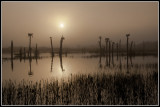 Wetland Sunrise