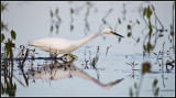 Snowy Egret