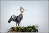 Great Blue Herons (Ardea herodias)