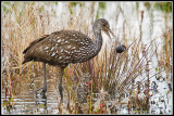 Limpkin (Aramus guarauna)