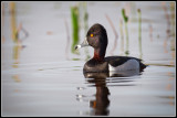 Ringneck Duck (Aythya collaris)