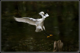 Snowy Egret (Egreta thula)