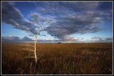 Everglades Scene