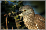 Yellow-crowned Night Heron (Nyctanassa violacea) 