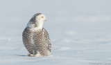 Harfang des neiges