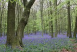 Dockey Wood in April