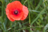 Poppy at Auvers-sur-Oise