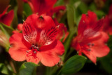 Flowers on ship