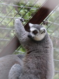 IMG_6888_cr.jpg