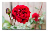 CR2_7611 Rose