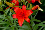 CR2_7740 Red orange