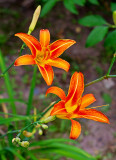 CR2_9695 Day Lilies