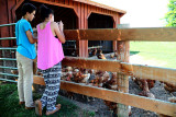 IMG_3146 Cluck, cluck....