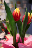 IMG_3812 Tulips