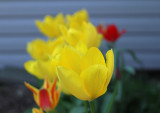 IMG_9151 Tulips