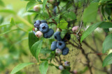 IMG_9371 Blueberries