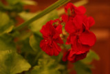 IMG_0009 flower