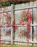 Bleeding Fence