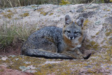 Gray Fox