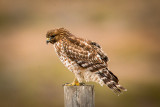 Red Shouldered Hawk