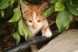 Rodos Cats