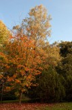 Westonbirt Arboretum