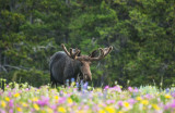 20121210-moose-big-horns-7-11-13-292.jpg