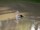 Pelican in the Cooper Creek