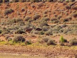 Two Emus 