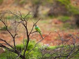 Mallee Ringneck Parrot