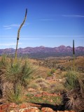 Flinders Rangers North grass trees