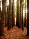 Sequoia Forrest_0251